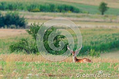 Beautiful nature scene of wonderful young male fallow deer (Dama dama), lying in the grass Stock Photo