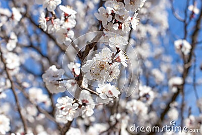 Beautiful nature in spring, flowering fruit tree and blue sky Stock Photo