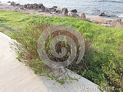 Beautiful nature and stones on the Mediterranean coast in winter in Haifa in Israel. Stock Photo