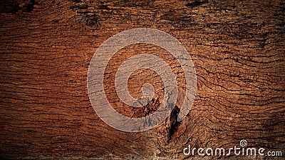 Beautiful nature texture of bark wood use as natural backgroun Stock Photo