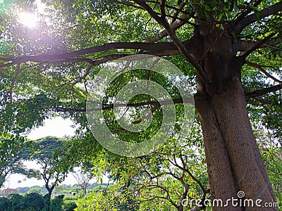 The beautiful nature... This tree is protect me from the sun... Stock Photo
