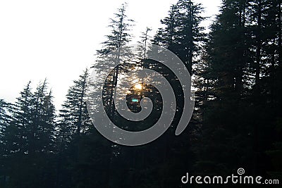 Beautiful nature view sun rays behind trees Stock Photo