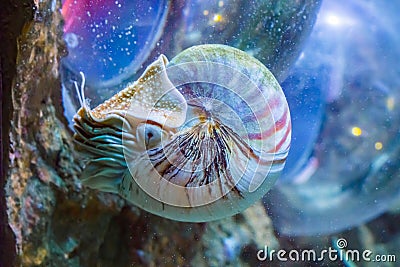 Beautiful nautilus squid animal marine life portrait of a rare exotic living shell fossil Stock Photo