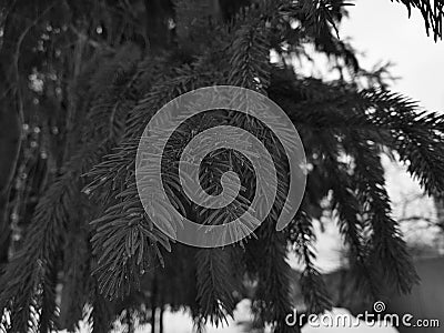 Beautiful needles and needles of a Christmas tree or pine on a branch Stock Photo