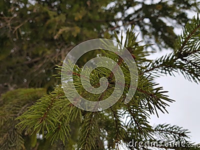 Beautiful needles and needles of a Christmas tree or pine on a branch Stock Photo