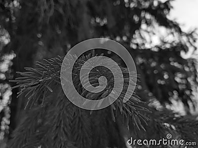Beautiful needles and needles of a Christmas tree or pine on a branch Stock Photo