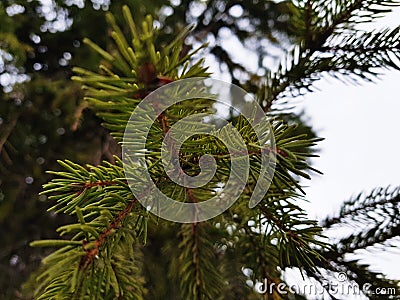 Beautiful needles and needles of a Christmas tree or pine on a branch Stock Photo