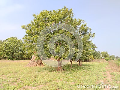 This is a beautiful neem tree/azadiracht Stock Photo