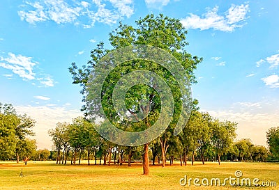 A beautiful neem tree, blue sky and clouds Stock Photo