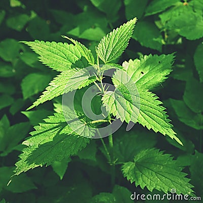 Beautiful nettle in nature with sun. Urtica dioicaBeautiful nettle in nature with sun. Urtica dioica. A healthy herb. Stock Photo