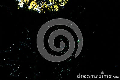 Beautiful New Zealand Glow worm in the cave. Long. exposure and high ISO photography Stock Photo