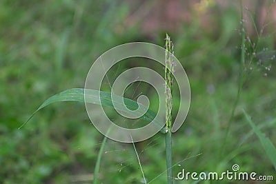 Beautiful newly growing flower of greren grass Stock Photo