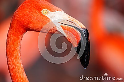 Flamingo nice exotic water bird detail head Stock Photo