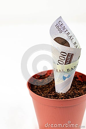 Nigerian money. Five hundred naira notes in flower pots for financial investment and savings concept with copy space for text Stock Photo