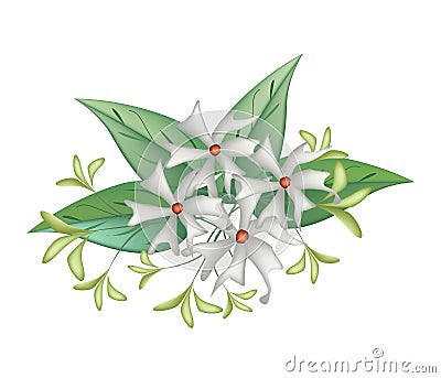 Beautiful Night Blooming Jasmine on White Background Vector Illustration