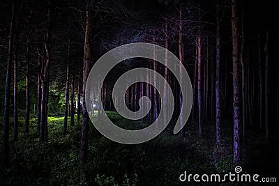 Beautiful night landscape shot in scary forest. Magical lights sparkling in mysterious pine forest at night Stock Photo