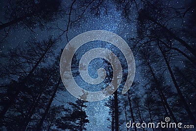 A beautiful night sky, the Milky Way and trees Stock Photo