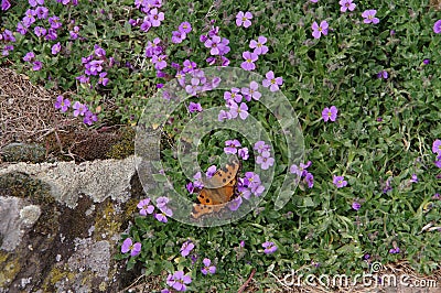 Beautiful noble butterfly seat in flower meadow Stock Photo