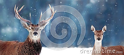 Beautiful Noble deer male and female in winter snow forest. Christmas banner. Copy space. Winter wonderland. Stock Photo