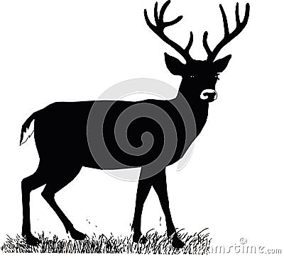 Beautiful noble proud sika deer are ruminant mammal in family Cervidae. Side view. Stock Photo