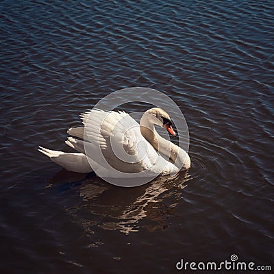 Beautiful noble white wild swan Stock Photo