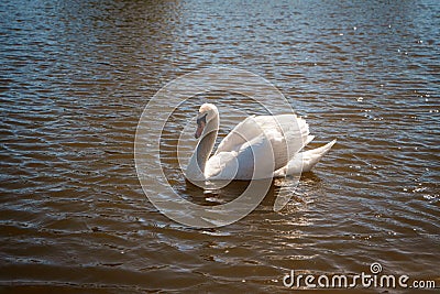 Beautiful noble white wild swan Stock Photo