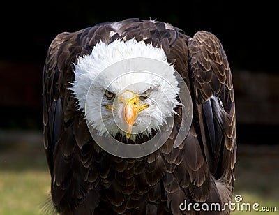 Beautiful north american bald eagle Stock Photo