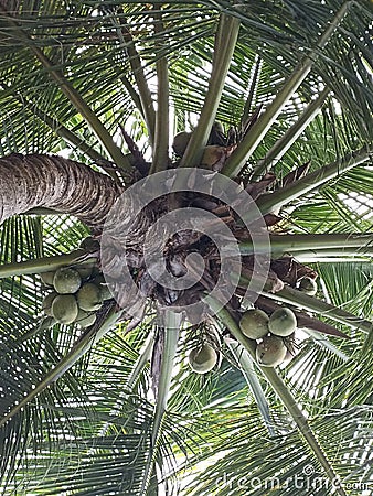 beautiful north sulawesi coconut trees Stock Photo