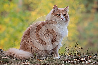 A beautiful norwegian forest cat male in forest Stock Photo