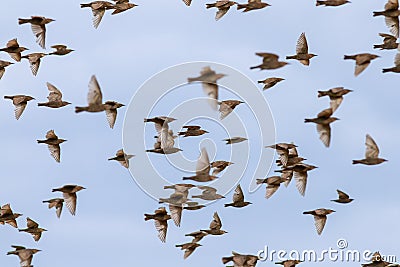 Beautiful numerous flock of starlings birds rapidly waving their feathers and wings and flying against the blue clear sky Stock Photo