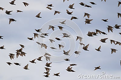 Beautiful numerous flock of starlings birds rapidly waving their feathers and wings and flying against the bright blue sky Stock Photo