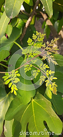 Beautiful nutrious green moringa leaves Stock Photo