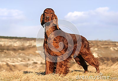 Beautiful obedient dog waiting in the grass, pet training Stock Photo