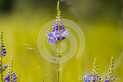 Beautiful obedient plants growing in the field. Stock Photo