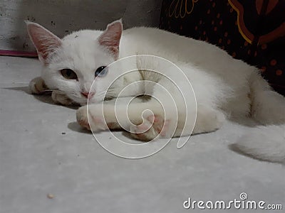 A beautiful obedient white cat girl Stock Photo