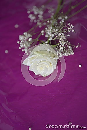 A Beautiful off-white flower with white buds on purple sheet Stock Photo