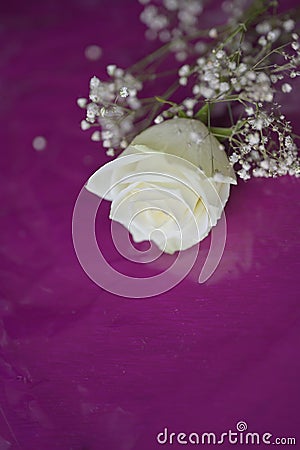 A Beautiful off-white flower with white buds on purple sheet Stock Photo