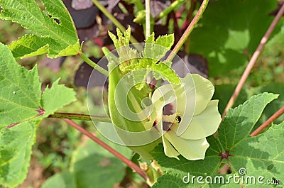 Beautiful okra flower with fruit Stock Photo