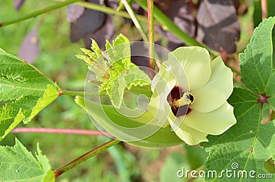 Beautiful okra flower with fruit in the garden Stock Photo