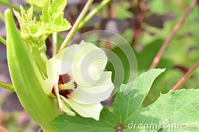 Beautiful okra flower with fruit, natural Stock Photo
