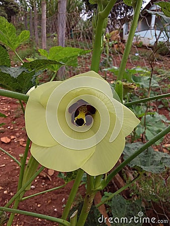 Beautiful okra flower planted in the south of minas gerais brazil Stock Photo