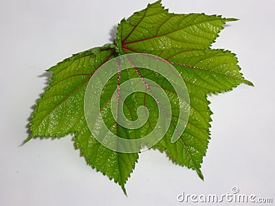 Beautiful okra green leaf Stock Photo