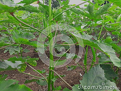 This is a beautiful okra plants Stock Photo