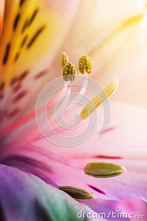 Beautiful Ñolorful flowers alstroemeria macro shot. Shallow focus. Abstract flower background. Stock Photo