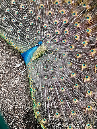 Beautiful open feathered peacock colourful Stock Photo