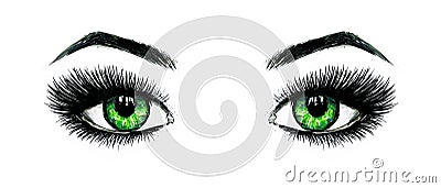 Beautiful open female green eyes with long eyelashes is isolated on a white background. Makeup template illustration. Color sketch Cartoon Illustration