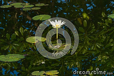 A beautiful, open, white and yellow lotus flower, arising out of a stunning reflective pond. Stock Photo
