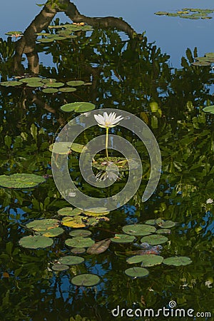 A beautiful, open, white and yellow lotus flower portrait, arising out of a stunning reflective pond. Stock Photo