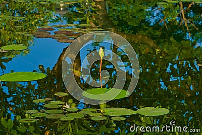 A beautiful, opening bud of a pink lotus flower, arising out of a stunning reflective pond. Stock Photo