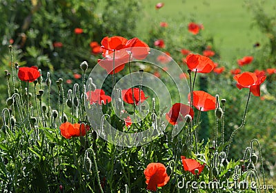 Beautiful Opium poppy filed covered with red flowers. Stock Photo